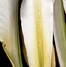 White Lily I